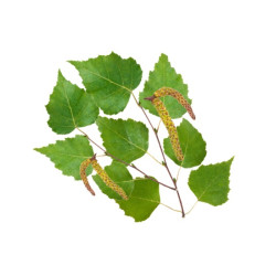 HARVIA pirts smaržu koncentrāts, ziemeļu bērzs 1 l 