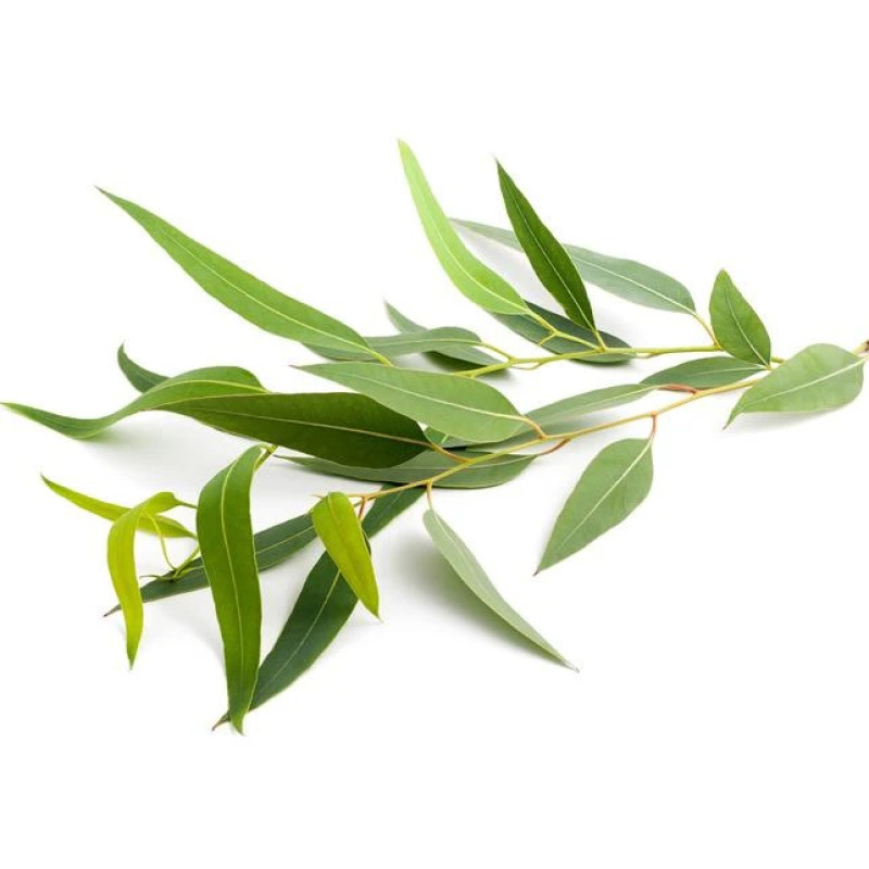 SENTIOTEC tvaika pirts smaržu koncentrāts, eikalipts 5 l